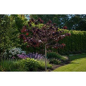 Lieska obyčajná (Corylus avellana) ´RED MAJESTIC´ - výška 60-80 cm, kont. C5L - NA KMIENKU
